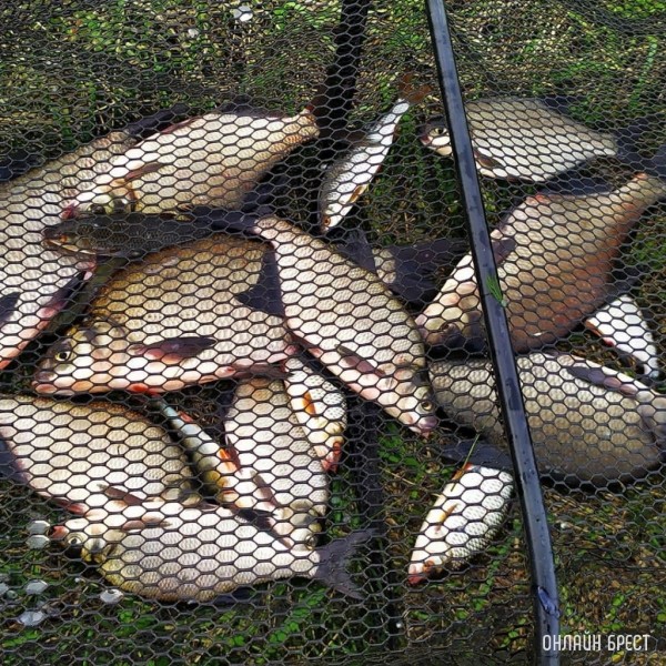 Улов жителя Бреста на Гребной канале
Улов жителя Бреста на Гребной канале