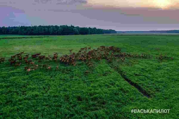 Беловежская пуща с высоты
Беловежская пуща с высоты
