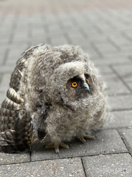 Фото сделано в городском парке Бреста
Фото сделано в городском парке Бреста