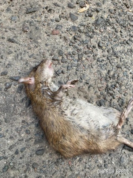 Брест, проспект Машерова, 76. Посмотрите, как затопило подвал после дождя
             
                Брест, проспект Машерова, 76. Посмотрите, как затопило подвал после дождя