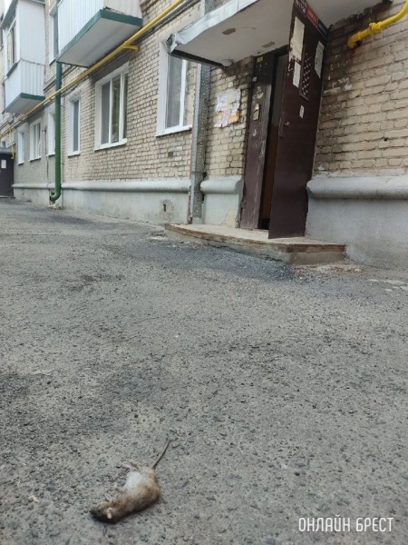 Брест, проспект Машерова, 76. Посмотрите, как затопило подвал после дождя
             
                Брест, проспект Машерова, 76. Посмотрите, как затопило подвал после дождя