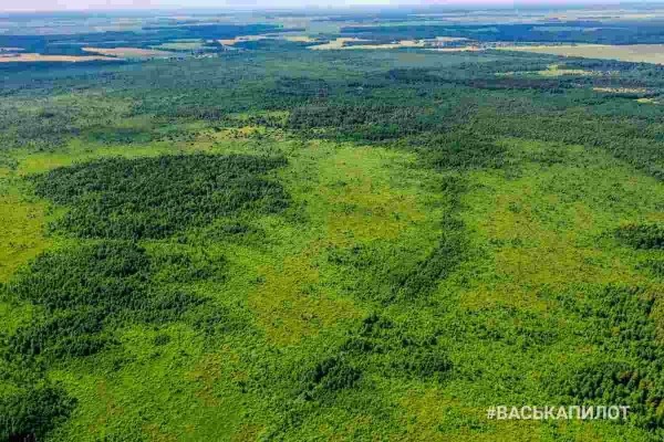 Беловежская пуща с высоты
Беловежская пуща с высоты