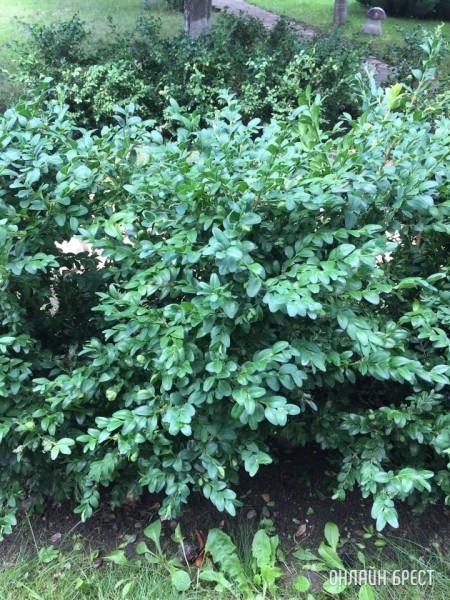 Нужна помощь! Чем можно истребить гусеницу «Огневку»? Съедает самшит на глазах
             
                Нужна помощь! Чем можно истребить гусеницу «Огневку»? Съедает самшит на глазах