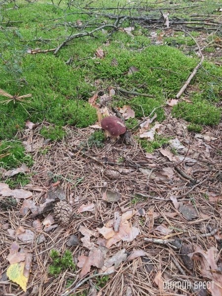 Грибная «охота» в Малоритском районе
             
                Грибная «охота» в Малоритском районе