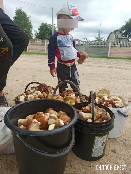 Брест. Грибной «улов» читателя
Брест. Грибной «улов» читателя