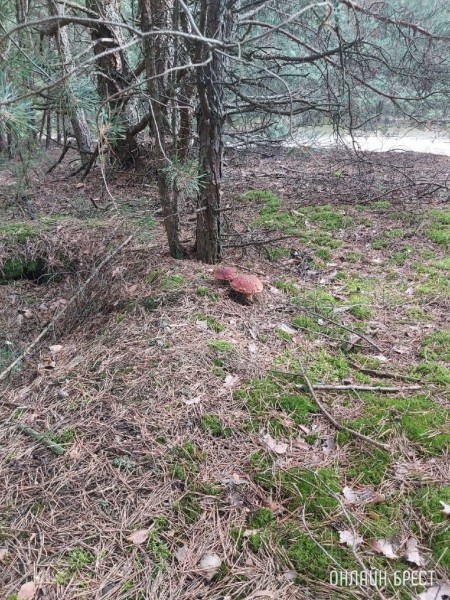 Грибная «охота» в Малоритском районе
             
                Грибная «охота» в Малоритском районе