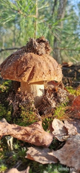 Грибной сезон набирает обороты. Читатели делятся своим «уловом»
             
                Грибной сезон набирает обороты. Читатели делятся своим «уловом»