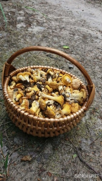 Грибной сезон набирает обороты. Читатели делятся своим «уловом»
             
                Грибной сезон набирает обороты. Читатели делятся своим «уловом»