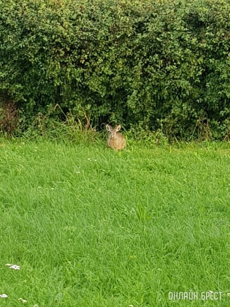 
                Возле Брестского государственного технического университета живёт заяц
            