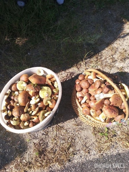 Грибной сезон набирает обороты. Читатели делятся своим «уловом»
             
                Грибной сезон набирает обороты. Читатели делятся своим «уловом»