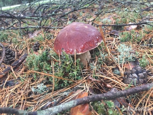 Грибной сезон набирает обороты. Читатели делятся своим «уловом»
             
                Грибной сезон набирает обороты. Читатели делятся своим «уловом»