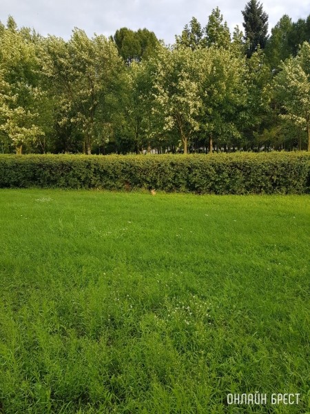 
                Возле Брестского государственного технического университета живёт заяц
            