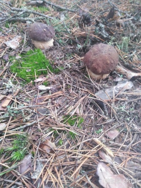 Грибной сезон набирает обороты. Читатели делятся своим «уловом»
             
                Грибной сезон набирает обороты. Читатели делятся своим «уловом»