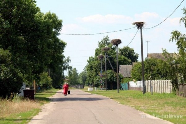 Больше всего аистов живёт в Лопатино (Брестская область). В этом уверены местные жители