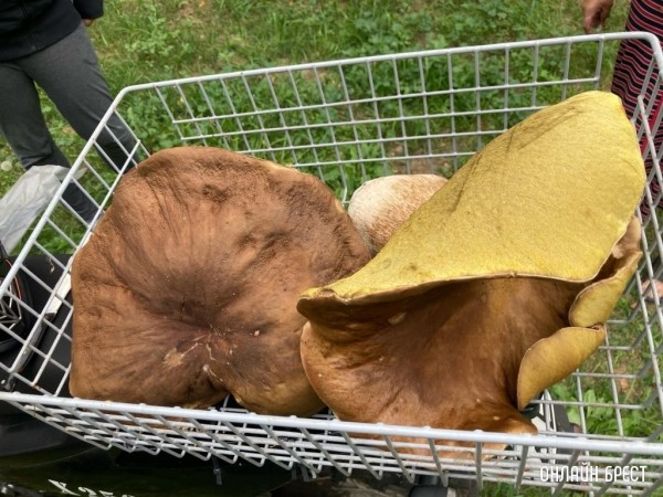 Белый, 1 кг 300 грамм, без червей! Кобринский район д. Бельск
Белый, 1 кг 300 грамм, без червей! Кобринский район д. Бельск