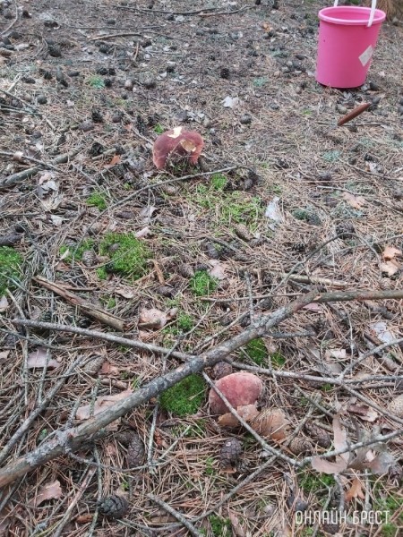 Грибная «охота» в Малоритском районе
             
                Грибная «охота» в Малоритском районе