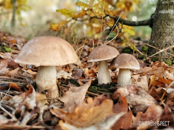 Грибной сезон набирает обороты. Читатели делятся своим «уловом»
             
                Грибной сезон набирает обороты. Читатели делятся своим «уловом»