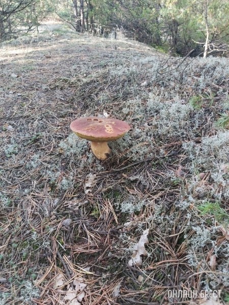 Грибная «охота» в Малоритском районе
             
                Грибная «охота» в Малоритском районе