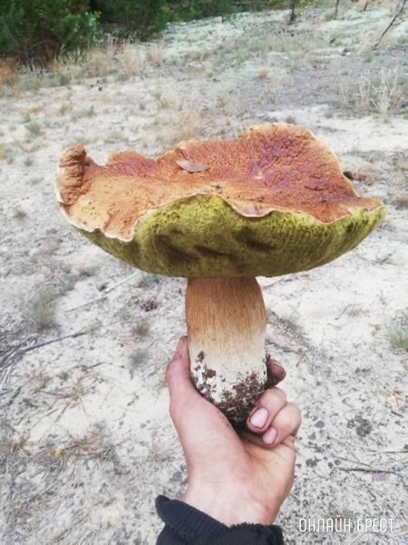 Вот такой очень большой и чистый гриб нашёл в Брестской области в Ивановском районе
             
                Вот такой очень большой и чистый гриб нашёл в Брестской области в Ивановском районе