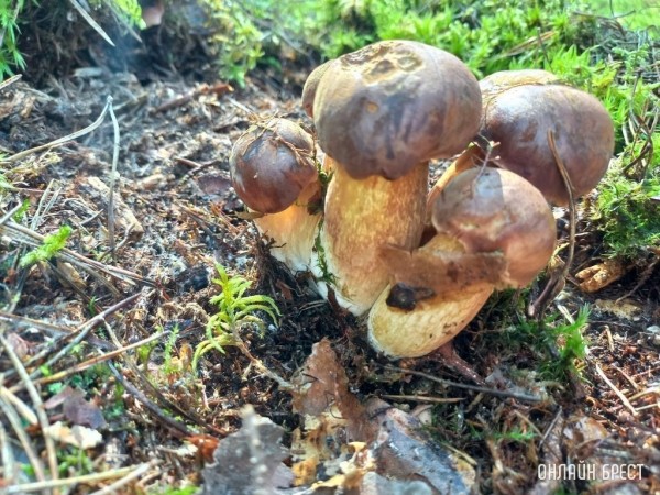 Грибной «улов» наших читателей
             
                Грибной «улов» наших читателей