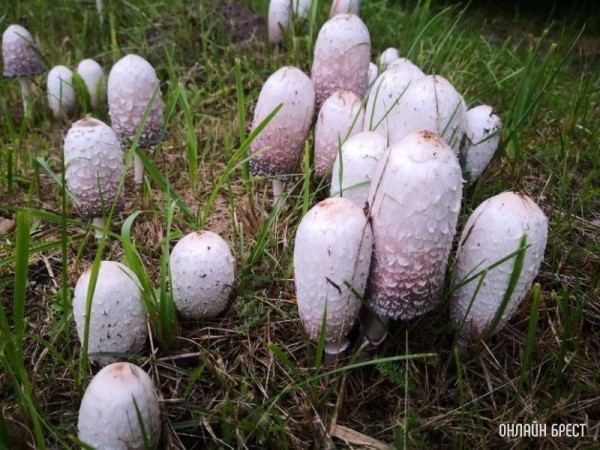 Интересная поляна грибов высыпалась на обочине возле дороги на Красном дворе. Интересно, что это за гриб?
             
                Интересная поляна грибов высыпалась на обочине возле дороги на Красном дворе. Интересно, что это за гриб?