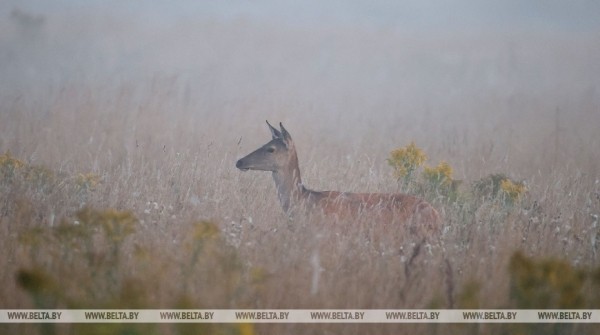 Осеннее утро в Беловежской пуще
