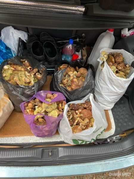 Грибной «улов» наших читателей
             
                Грибной «улов» наших читателей