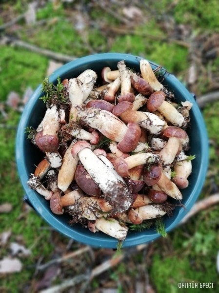 Грибной «улов» наших читателей
             
                Грибной «улов» наших читателей