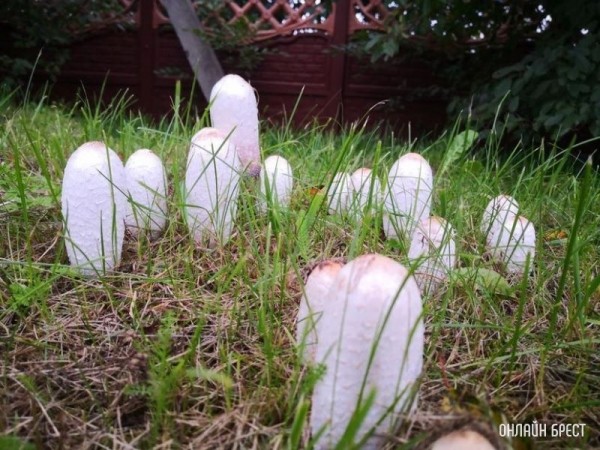 Интересная поляна грибов высыпалась на обочине возле дороги на Красном дворе. Интересно, что это за гриб?
             
                Интересная поляна грибов высыпалась на обочине возле дороги на Красном дворе. Интересно, что это за гриб?