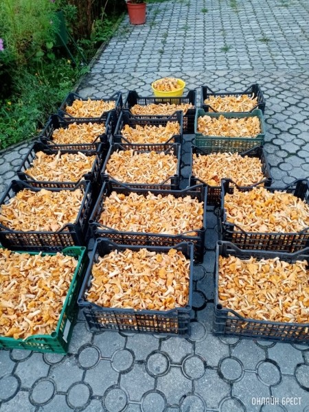 Грибной «улов» наших читателей
             
                Грибной «улов» наших читателей