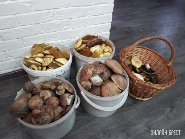 Грибной «улов» наших читателей
             
                Грибной «улов» наших читателей