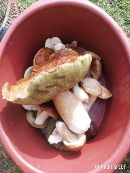 Вот такой очень большой и чистый гриб нашёл в Брестской области в Ивановском районе
             
                Вот такой очень большой и чистый гриб нашёл в Брестской области в Ивановском районе