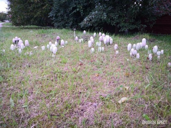 Интересная поляна грибов высыпалась на обочине возле дороги на Красном дворе. Интересно, что это за гриб?
             
                Интересная поляна грибов высыпалась на обочине возле дороги на Красном дворе. Интересно, что это за гриб?