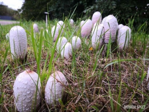 Интересная поляна грибов высыпалась на обочине возле дороги на Красном дворе. Интересно, что это за гриб?
             
                Интересная поляна грибов высыпалась на обочине возле дороги на Красном дворе. Интересно, что это за гриб?