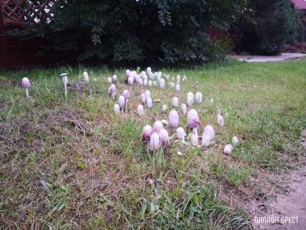 Интересная поляна грибов высыпалась на обочине возле дороги на Красном дворе. Интересно, что это за гриб?
             
                Интересная поляна грибов высыпалась на обочине возле дороги на Красном дворе. Интересно, что это за гриб?