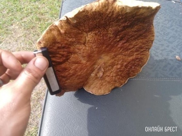 Вот такой очень большой и чистый гриб нашёл в Брестской области в Ивановском районе
             
                Вот такой очень большой и чистый гриб нашёл в Брестской области в Ивановском районе