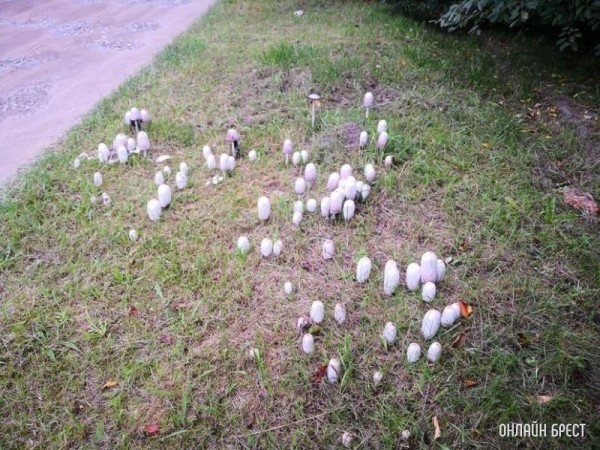 Интересная поляна грибов высыпалась на обочине возле дороги на Красном дворе. Интересно, что это за гриб?
             
                Интересная поляна грибов высыпалась на обочине возле дороги на Красном дворе. Интересно, что это за гриб?