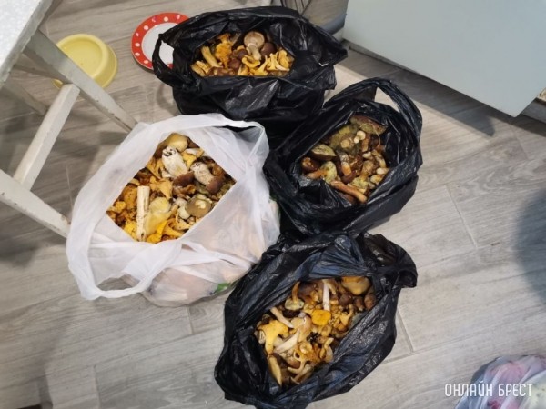 Грибной «улов» наших читателей
             
                Грибной «улов» наших читателей