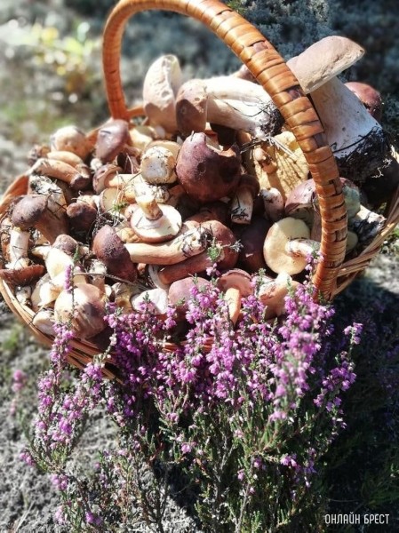 Грибной «улов» наших читателей
             
                Грибной «улов» наших читателей