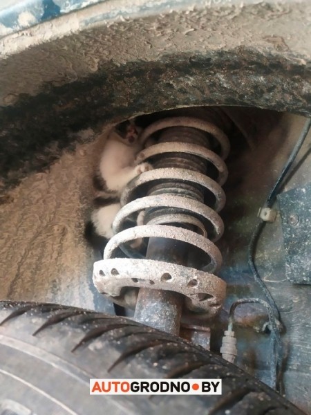 Упрямый котенок спрятался под автомобилем и катался по городу: «Еле достали!» Упрямый котенок спрятался под автомобилем и катался по городу: «Еле достали!»