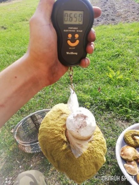 Вот такой очень большой и чистый гриб нашёл в Брестской области в Ивановском районе
             
                Вот такой очень большой и чистый гриб нашёл в Брестской области в Ивановском районе