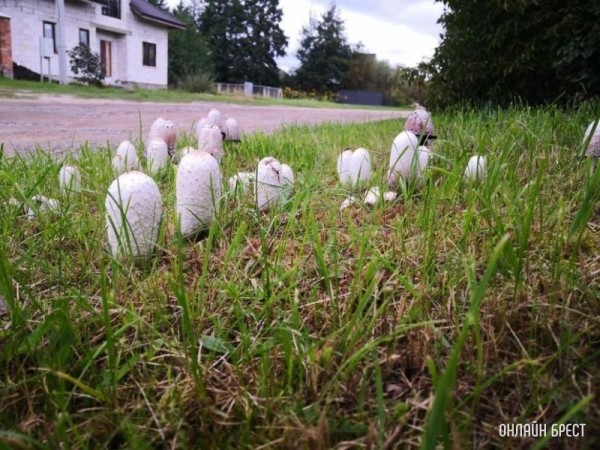 Интересная поляна грибов высыпалась на обочине возле дороги на Красном дворе. Интересно, что это за гриб?
             
                Интересная поляна грибов высыпалась на обочине возле дороги на Красном дворе. Интересно, что это за гриб?
