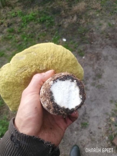 Вот такой очень большой и чистый гриб нашёл в Брестской области в Ивановском районе
             
                Вот такой очень большой и чистый гриб нашёл в Брестской области в Ивановском районе