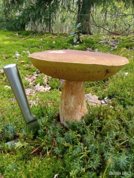 Грибной «улов» наших читателей
             
                Грибной «улов» наших читателей