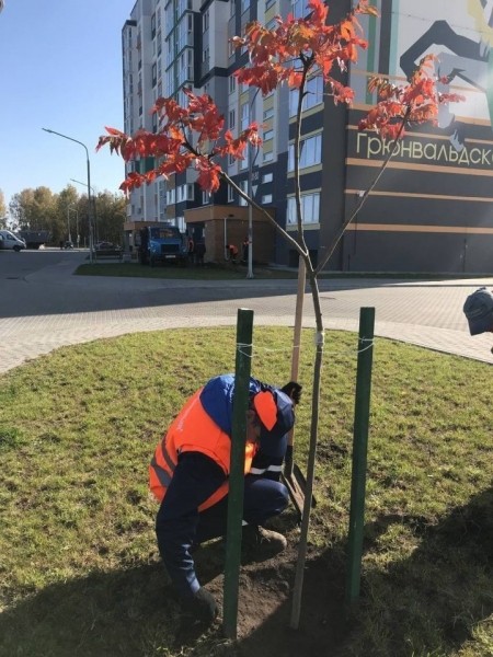 В осенний период в Бресте планируется высадить более 12 тысяч саженцев деревьев В осенний период в Бресте планируется высадить более 12 тысяч саженцев деревьев