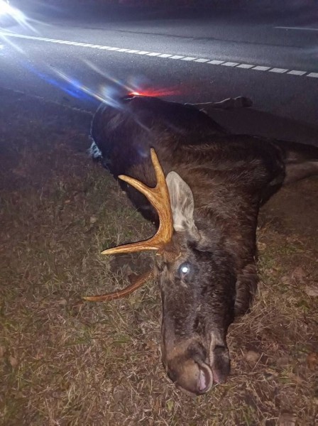 На трассе М5 серьезная авария из-за лося. Раньше здесь была сетка, но потом ее убрали