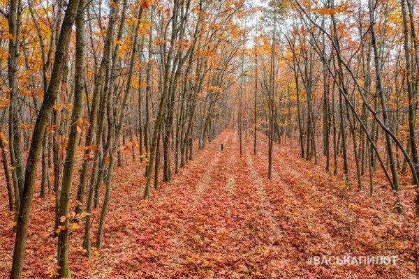 Красивая осень в Бресте
             
                Красивая осень в Бресте