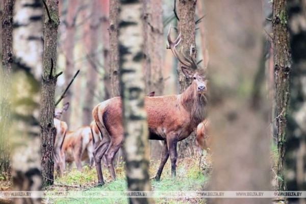 Пик гона благородного оленя в Беловежской пуще. Фоторепортаж