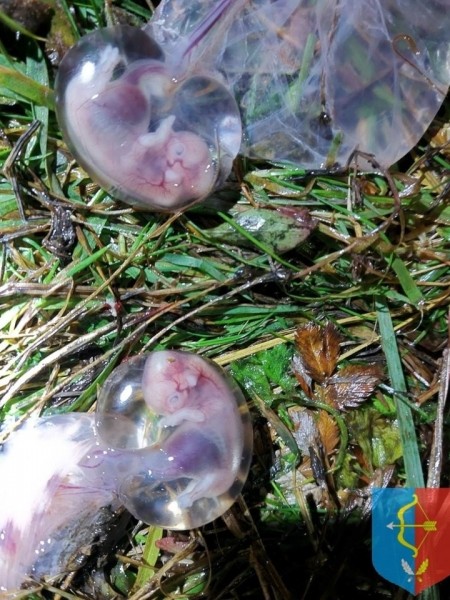 Браконьер застрелил беременную лосиху в Дрогичинском районе. Опубликованы фото Браконьер застрелил беременную лосиху в Дрогичинском районе. Опубликованы фото