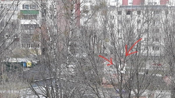 Читатель: Во дворе ясли-сада № 27 г. Бреста на дереве (уровень пятого этажа) целый день сидит белый котик
Читатель: Во дворе ясли-сада № 27 г. Бреста на дереве (уровень пятого этажа) целый день сидит белый котик